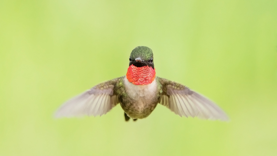 fotosc - . koliberek , Ruby throated hummingbird. Zdjęcie 314986
