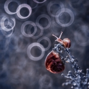 Lullaby