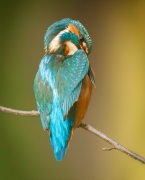 Zimek