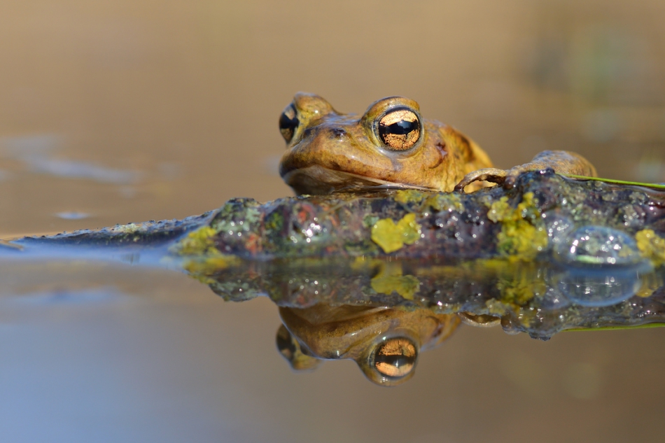 Bufo bufo. . Zdjęcie 191445