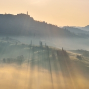 Morning Cypresses...