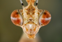 Sibylla dolosa.