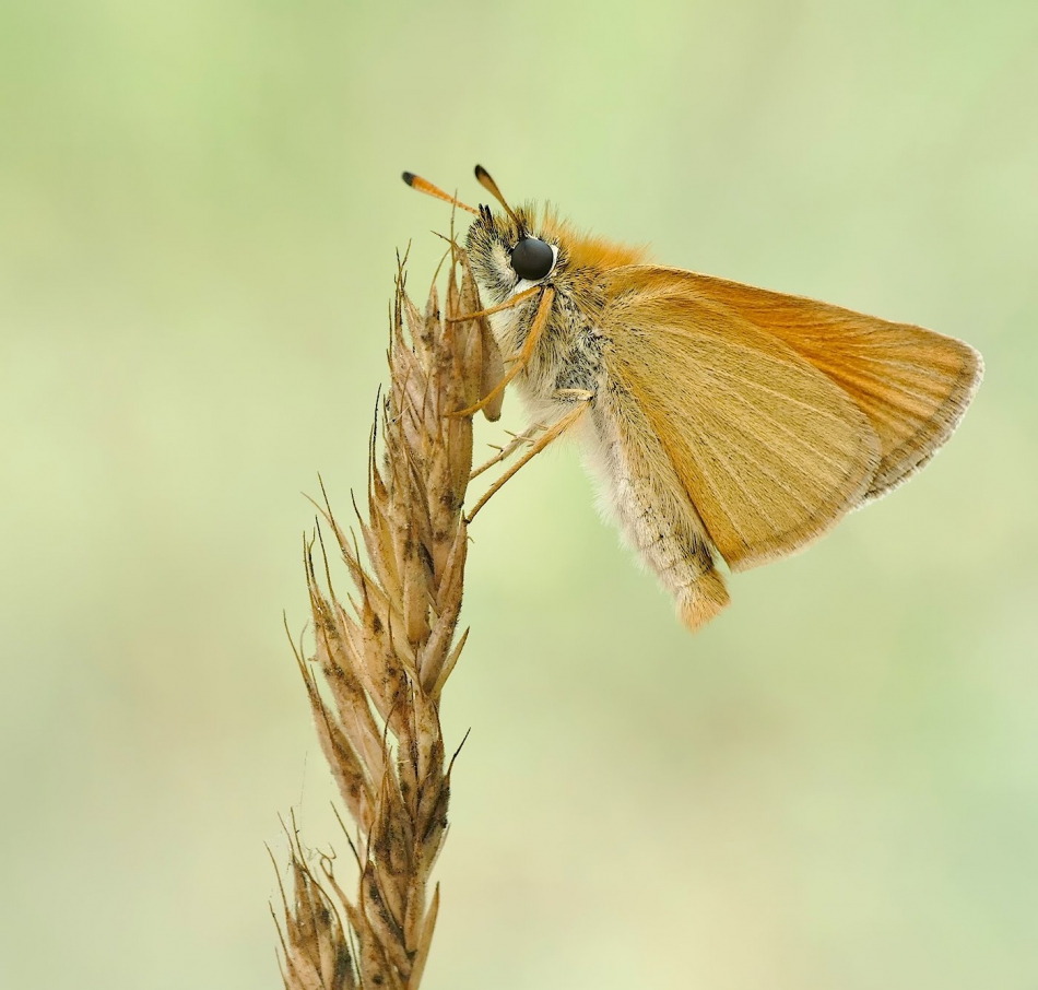 keni -  Karlątek leśny (Thymelicus sylvestris). . Zdjęcie 316465