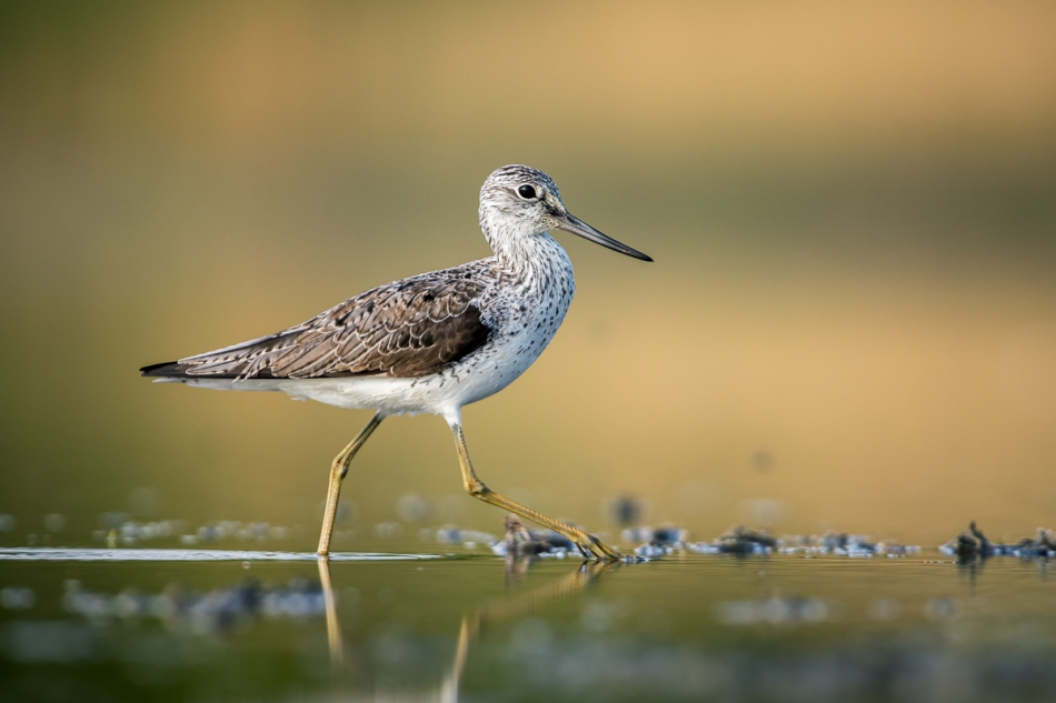 Kacperkb - . Kwokacz,(Tringa nebularia). Zdjęcie 267268