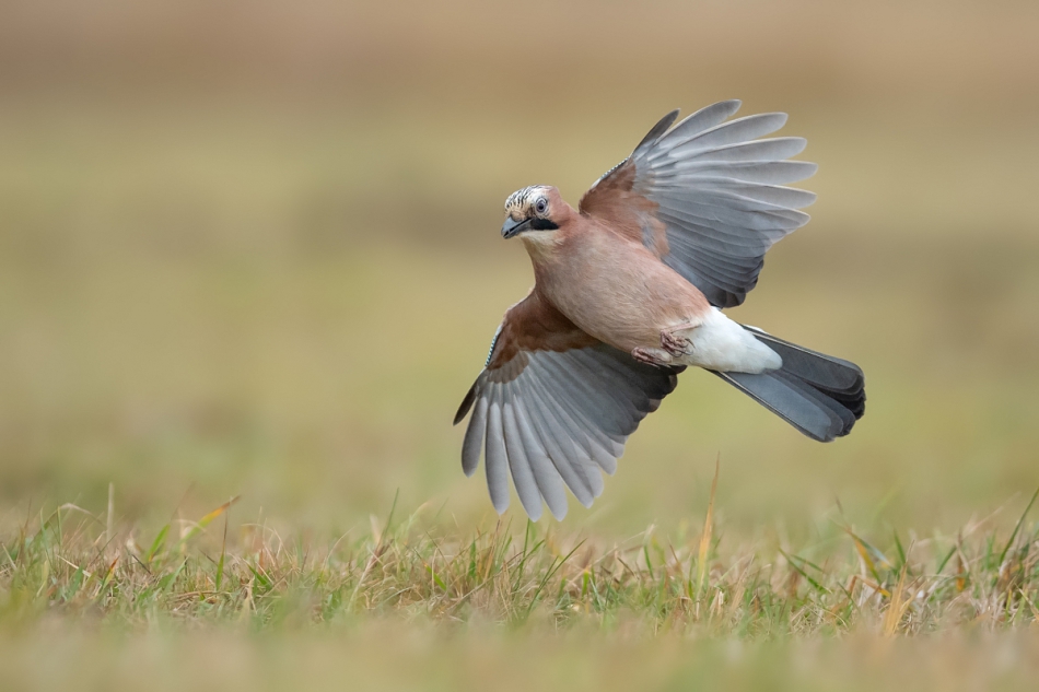 raftik - Sójka, Eurasian Jay (Garrulus glandarius) ... 2019r. . Zdjęcie 255308