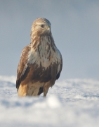 Buteo lagopus