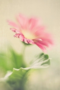 delikatność 1 - gerbera