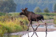 Przystanek Alaska ;)