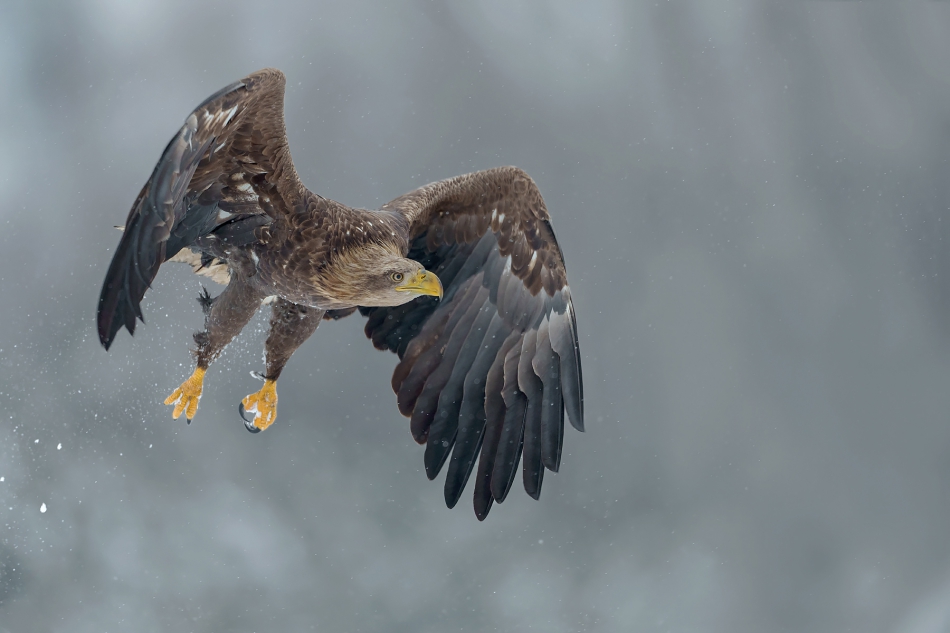 fotodam - Patrol. . Zdjęcie 310374