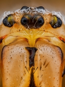 Araneidae sp.