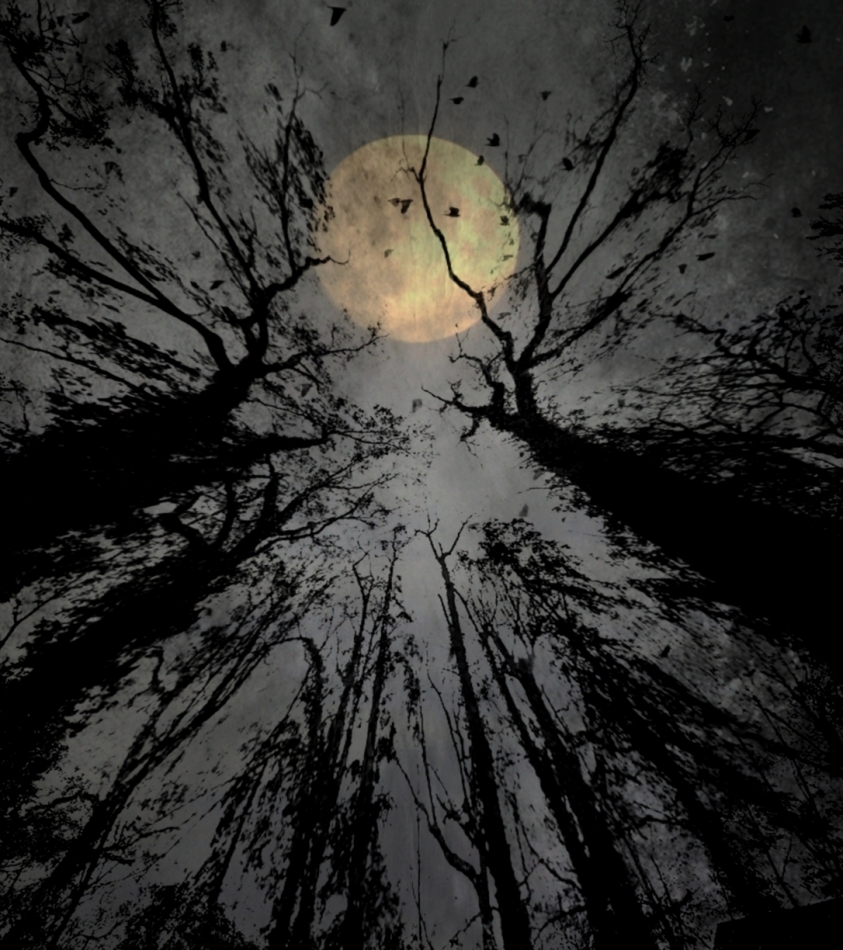 Moontree. . Zdjęcie 336858