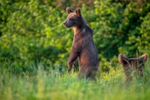 Tosiek ! człowieki idą ...