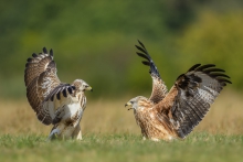 Kania Ruda, Red Kite (M...