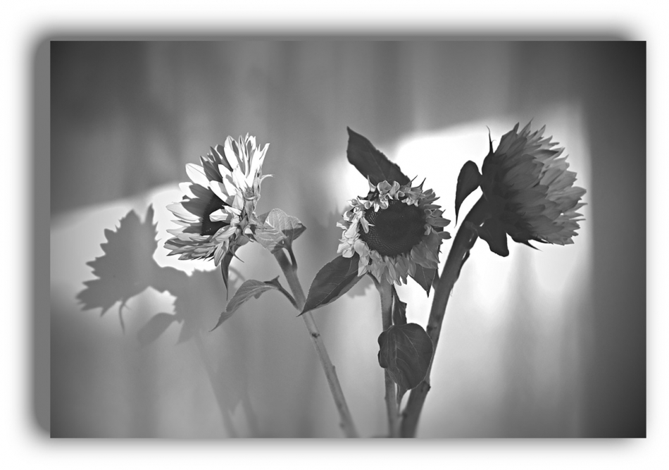 nowikowa - sunflowers. . Zdjęcie 334486