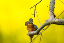 Zimorodek (Alcedo atthis)