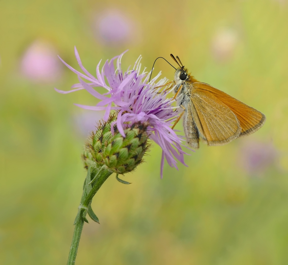 keni - . . Zdjęcie 290392