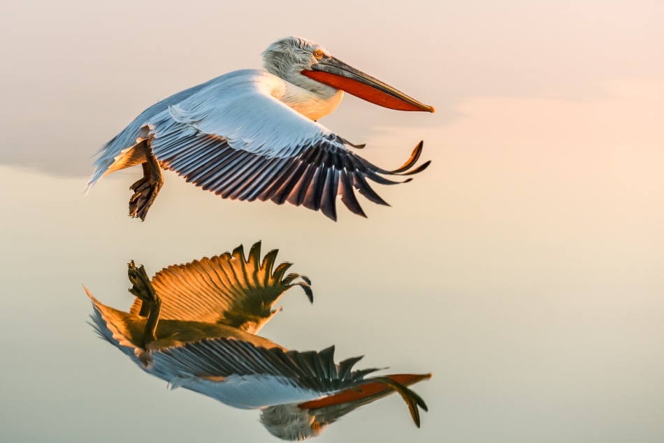 jerzy_safijanski - Pelicans are coming. . Zdjęcie 242188
