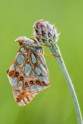 Dostojka latonia