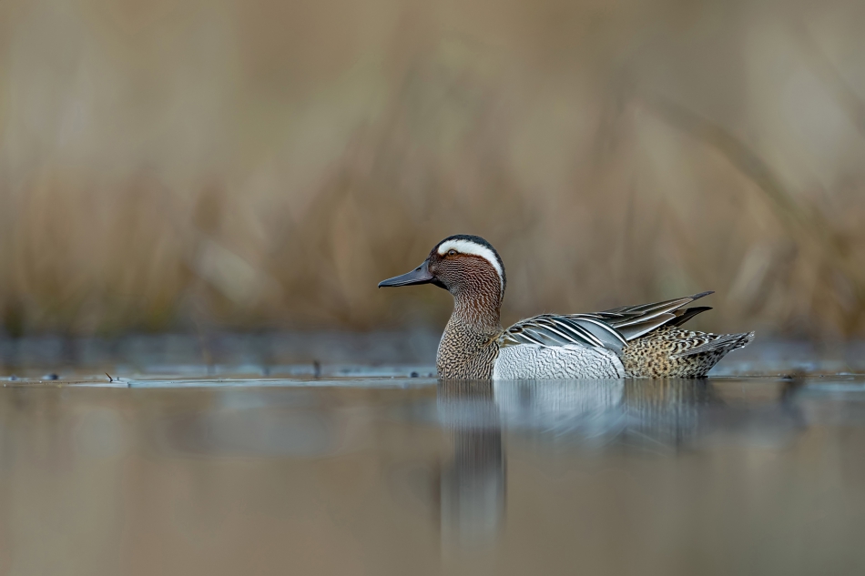 fotodam - Cyranka. . Zdjęcie 313867