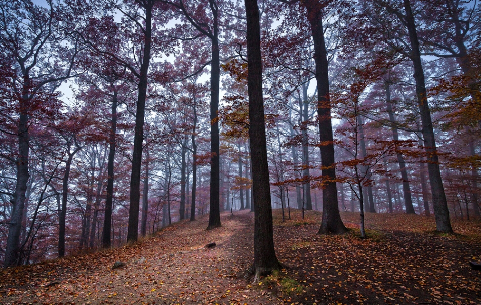 Autumn Tones II. . Zdjęcie 102508
