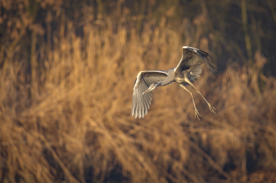 amigamedia - Lot w złocie.  Czapla siwa (Ardea cinerea) Przyroda naszego regionu.Gorzyce. Sony ILCE-1+Sony SEL200600G FE 200-600mm f/5.6-6.3 G OSS. Przysłona: f/6,3; Czas ekspozycji: 1/1250 s; ISO: 500; Ogniskowa: 600 mm.. Zdjęcie 330048