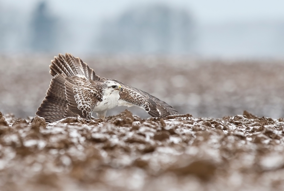 hubros - Fighter. Buteo buteo. Zdjęcie 254172
