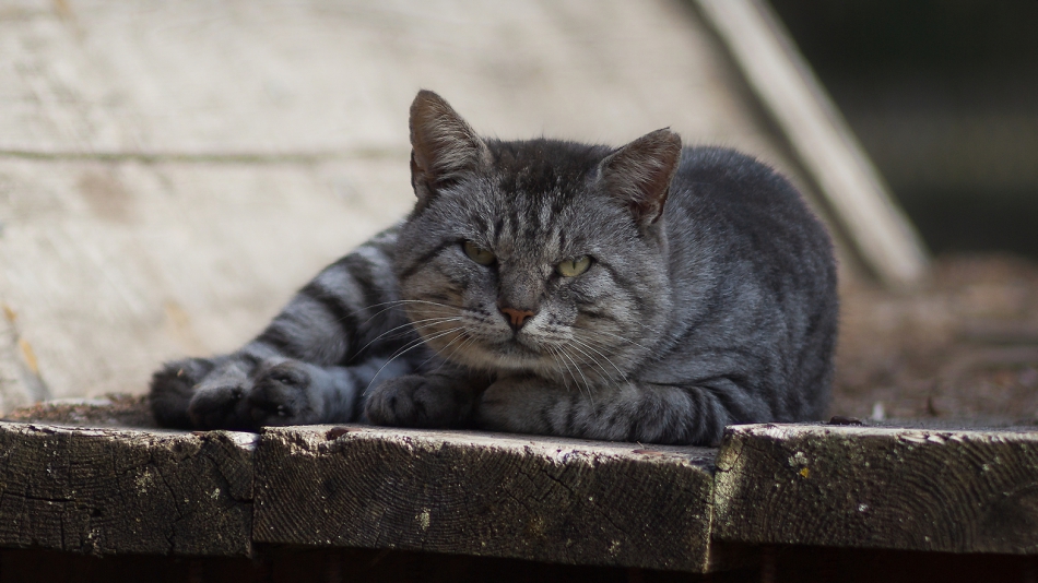 dziadek - . jupiter 135 mm. Zdjęcie 306760