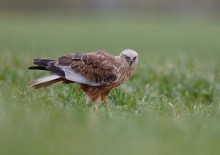 Błotniak stawowy