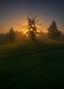 the dead tree