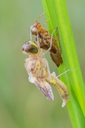 Odsłona druga