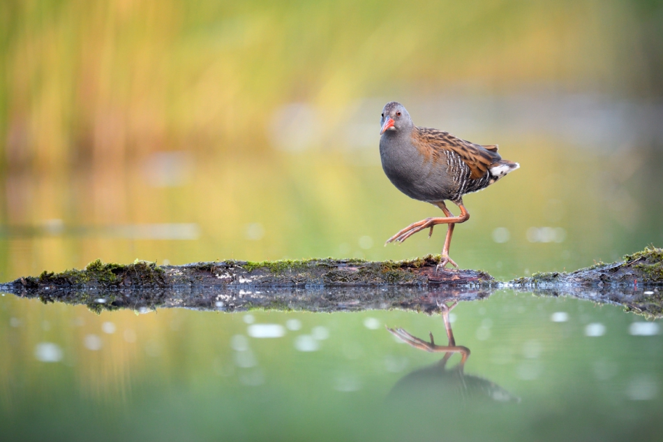 Rallus aquaticus. . Zdjęcie 261859