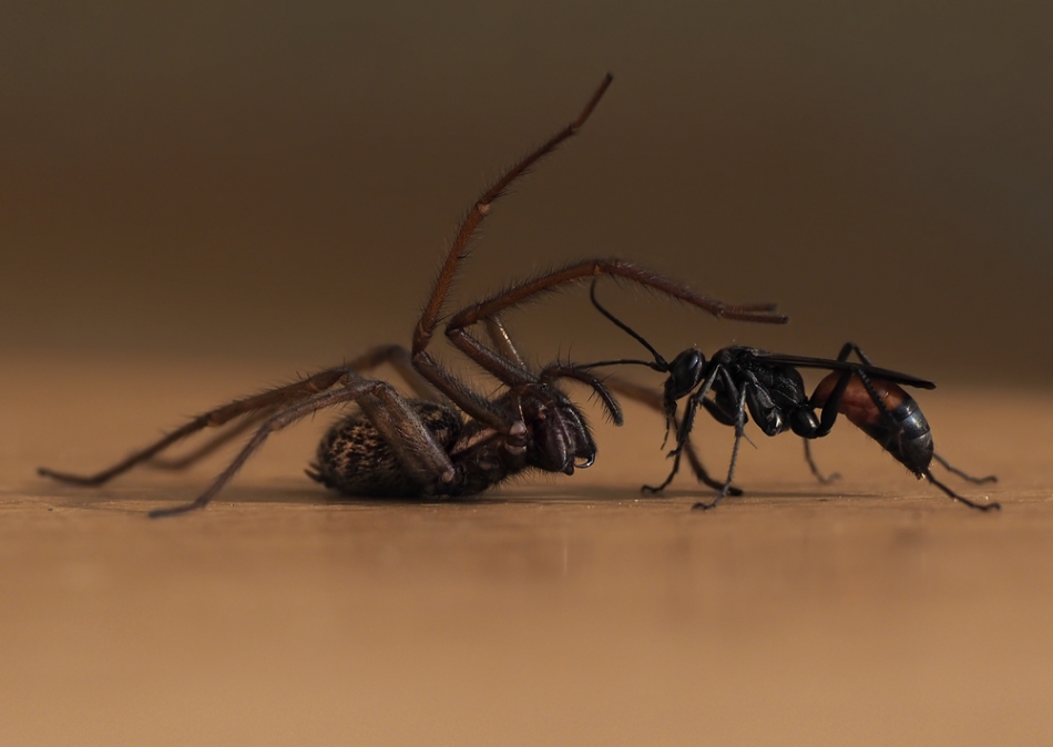 jagger - Okrążel vs Kątnik . Okrążel pogońcowiec (Cryptochilus affinis Lind.) z prawej strony walczy z kątnikiem domowym.  Po pokonaniu tego pająka w jego ciele złoży jaja. Ciało pająka będzie idealnym inkubatorem dla nowego pokolenia tych fantastyczn