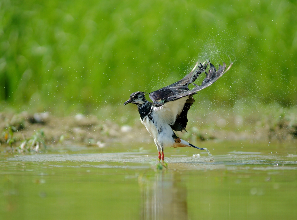 amigamedia - Trochę ochłody.  Czajka (Vanellus vanellus) . Zdjęcie 222679