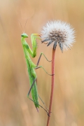 Mantis religiosa