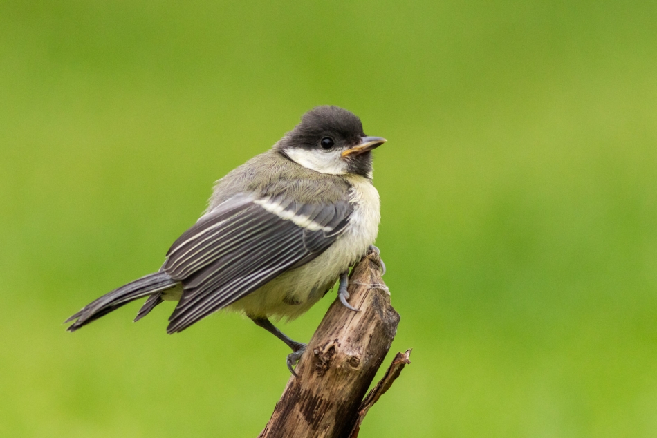 radson_foto - młoda, sikora bogatka (Parus Major). . Zdjęcie 324880
