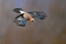Sójka, Eurasian Jay (Ga...