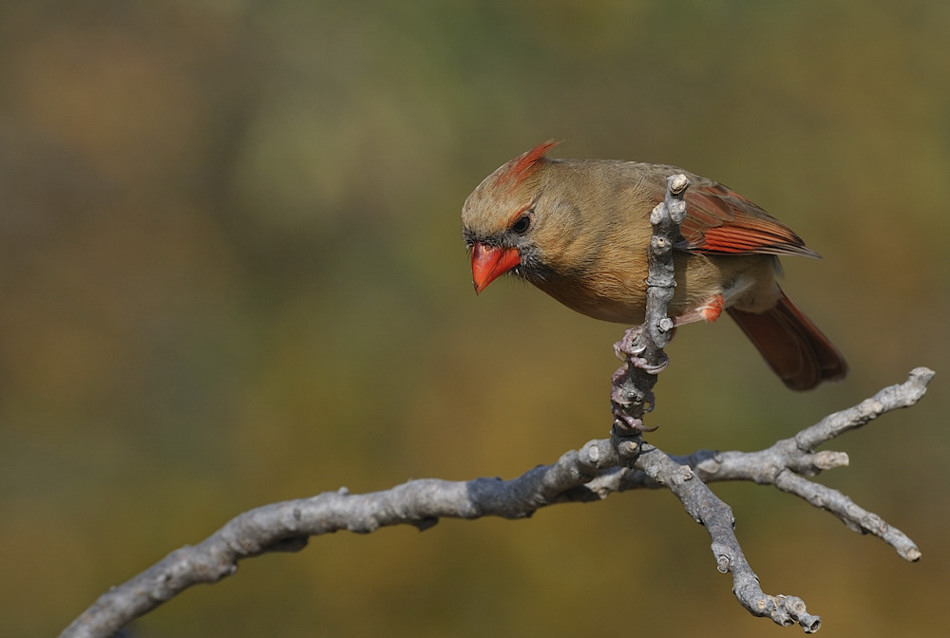 Northern Cardinal -Cardinalis cardinalis - female. przed zeskokiem. Zdjęcie 13648