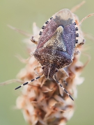 Dolycoris baccarum