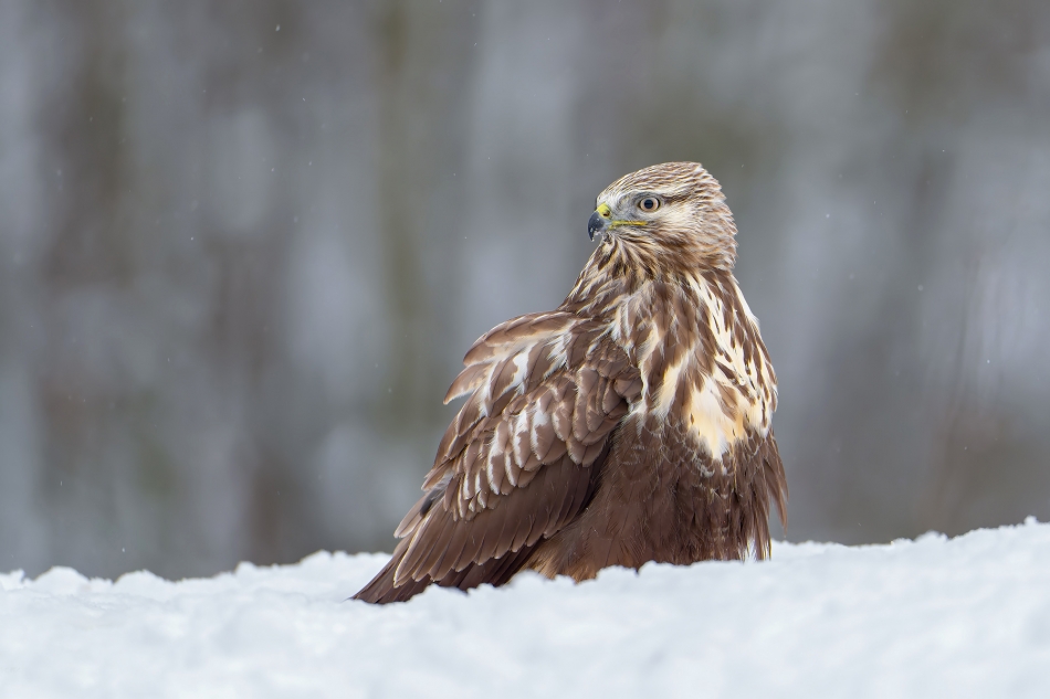 fotodam - Przybysz ze wschodu . Myszołów włochaty (Buteo lagopus) Rough-legged Hawk . Zdjęcie 320425