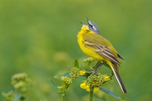 Pliszka żółta, Yellow W...