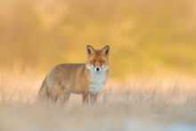 Lis, Fox (Vulpes vulpes...
