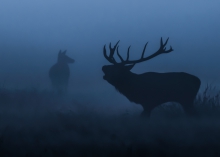Just before dawn
