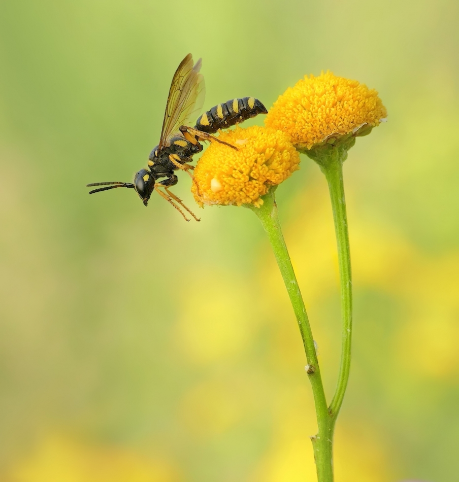 Klecanka rdzaworożna. PE. Zdjęcie 336601