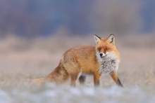 Lis, Fox (Vulpes vulpes...
