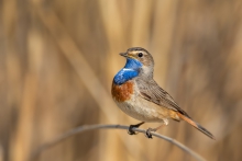 Podróżniczek, Bluethroa...