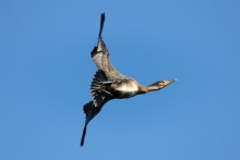 Kormoran wstydliwy