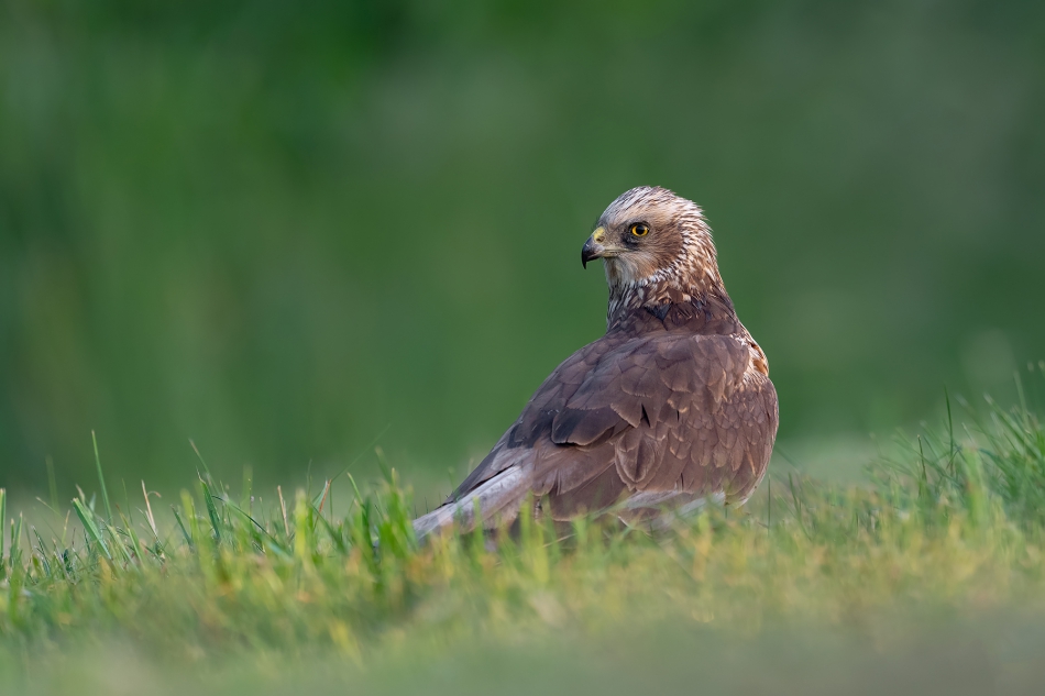 fotodam - Na łące. Błotniak stawowy. Zdjęcie 315573