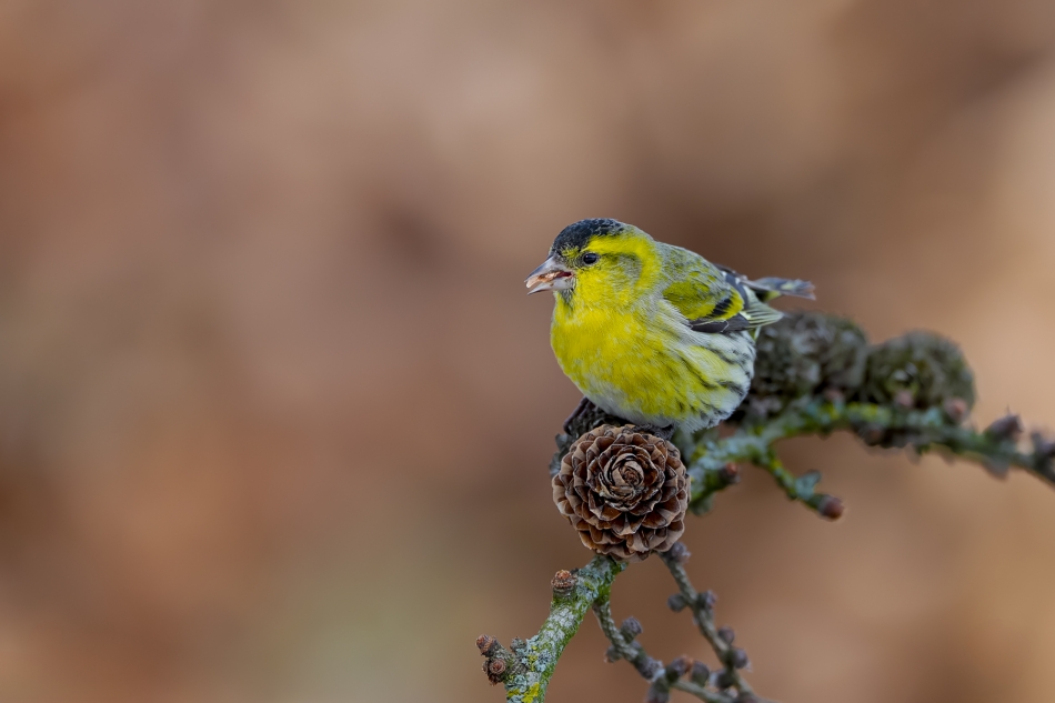 fotodam - Śniadanie. Czyż (Carduelis spinus) Eurasian Siskin . Zdjęcie 330818