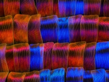 Chrysiridia rhipheus.