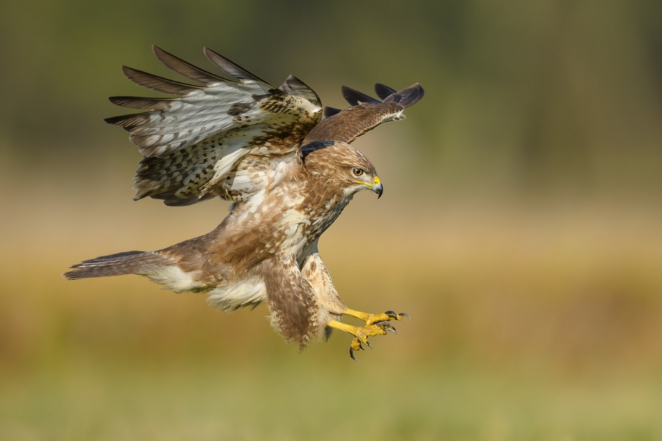 raftik - Myszołów, Common Buzzard (Buteo buteo) ... 2019r. . Zdjęcie 253806